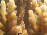 Anilao Pink Eyed Goby 22