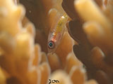 Anilao Pink Eyed Goby 23