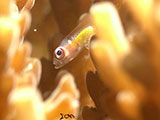 Anilao Pink Eyed Goby 24