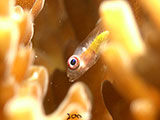 Anilao Pink Eyed Goby 25