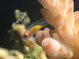 Anilao Pink Eyed Goby 26