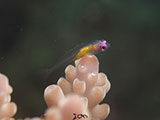 Anilao Pink Eyed Goby 27