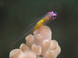 Anilao Pink Eyed Goby 28