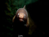 Anilao Moray Eel 20