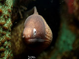 Anilao Moray Eel 21