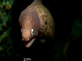 Anilao Moray Eel 22