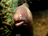 Anilao Moray Eel 23