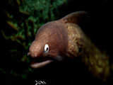 Anilao Moray Eel 24