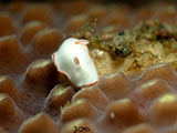 Anilao Nudibranch 515