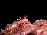 Anilao Nudibranch 516