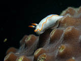 Anilao Nudibranch 518