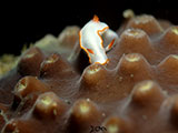 Anilao Nudibranch 520