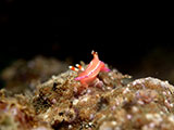 Anilao Nudibranch 523