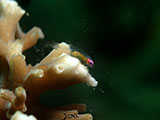 Anilao Pink Eyed Goby 12