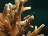 Anilao Pink Eyed Goby 17