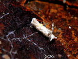 Anilao Nudibranch 320