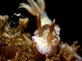 Anilao Nudibranch 324