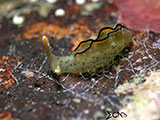 Anilao Nudibranch 325