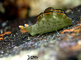 Anilao Nudibranch 326