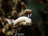 Anilao Nudibranch 328