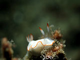 Anilao Nudibranch 329