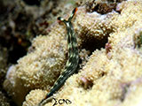 Anilao Nudibranch 330