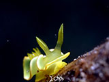 Anilao Nudibranch 334