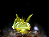 Anilao Nudibranch 335