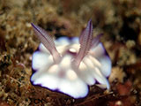 Anilao Nudibranch 338