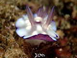 Anilao Nudibranch 339