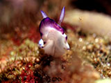 Anilao Nudibranch 341