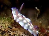 Anilao Nudibranch 342