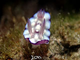 Anilao Nudibranch 344