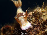 Anilao Nudibranch 345