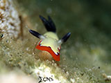 Anilao Nudibranch 346