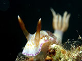 Anilao Nudibranch 351