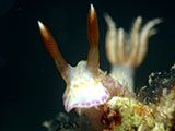 Anilao Nudibranch 352