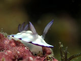 Anilao Nudibranch 354