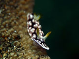 Anilao Nudibranch 361