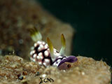 Anilao Nudibranch 362