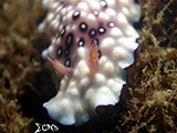 Anilao Nudibranch 363