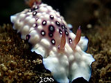 Anilao Nudibranch 366