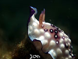 Anilao Nudibranch 368