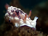 Anilao Nudibranch 369