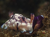 Anilao Nudibranch 370