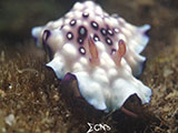 Anilao Nudibranch 372