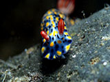 Anilao Nudibranch 373