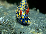 Anilao Nudibranch 374