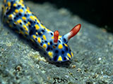 Anilao Nudibranch 375