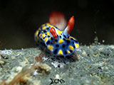 Anilao Nudibranch 376